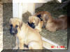 Nabilia's o8 Litter Fawn & Brindle Great Dane puppies